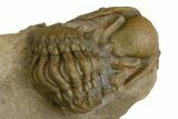 Zlichovaspis Trilobite In Cobra Pose With Crotalocephalina #275307-4